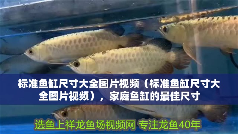 標準魚缸尺寸大全圖片視頻（標準魚缸尺寸大全圖片視頻），家庭魚缸的最佳尺寸