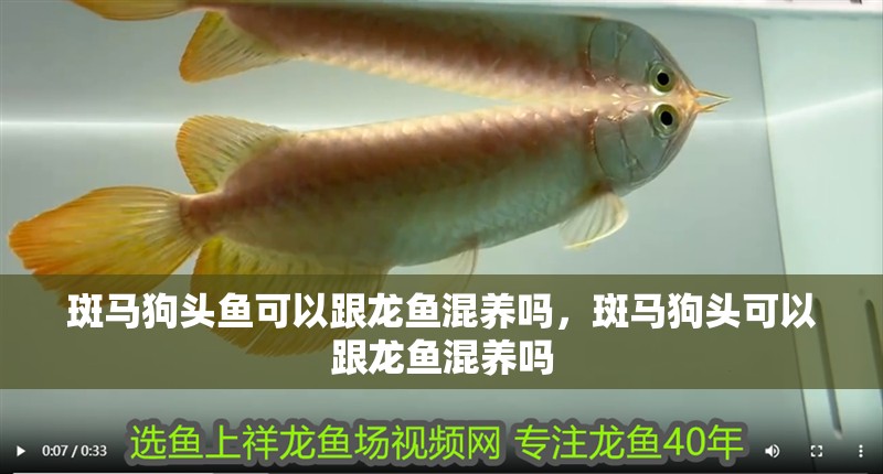 斑馬狗頭魚可以跟龍魚混養(yǎng)嗎，斑馬狗頭可以跟龍魚混養(yǎng)嗎