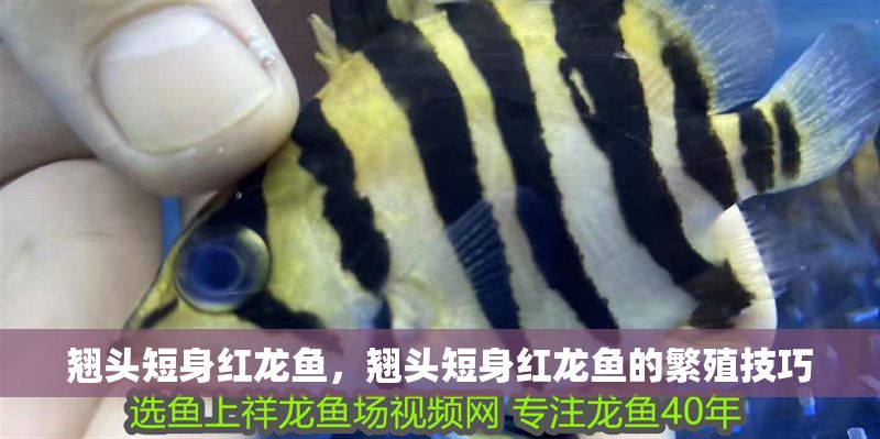 翹頭短身紅龍魚，翹頭短身紅龍魚的繁殖技巧