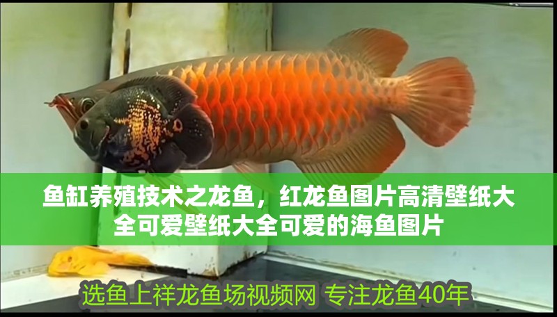 魚缸養殖技術之龍魚，紅龍魚圖片高清壁紙大全可愛壁紙大全可愛的海魚圖片