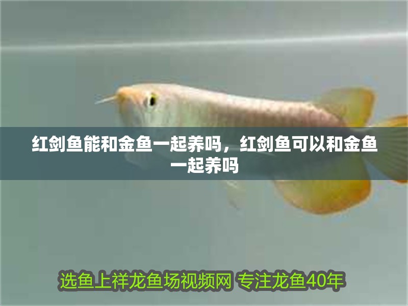 紅劍魚能和金魚一起養嗎，紅劍魚可以和金魚一起養嗎