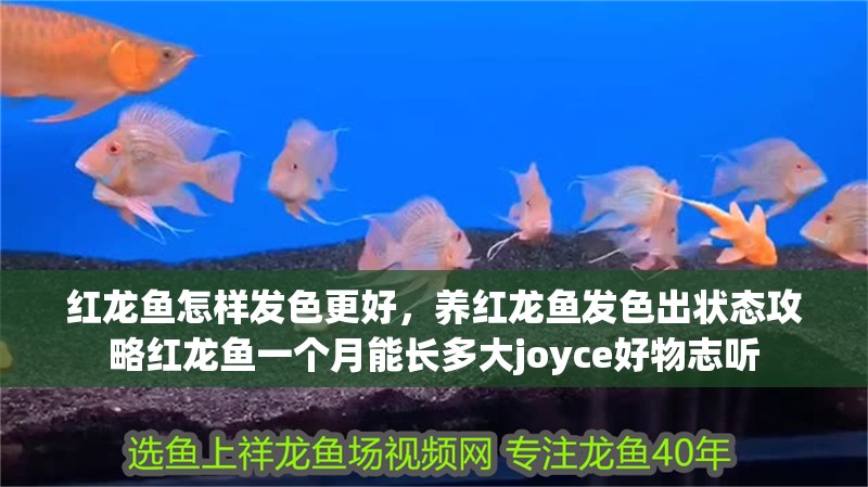 紅龍魚怎樣發色更好，養紅龍魚發色出狀態攻略紅龍魚一個月能長多大joyce好物志聽