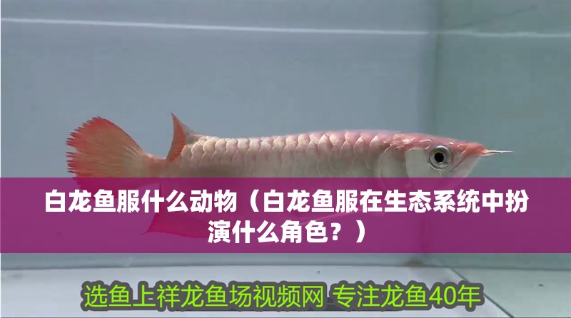 白龍魚服什么動物（白龍魚服在生態(tài)系統(tǒng)中扮演什么角色？）