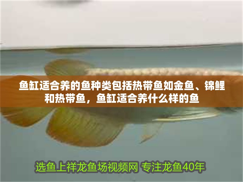 魚缸適合養(yǎng)的魚種類包括熱帶魚如金魚、錦鯉和熱帶魚，魚缸適合養(yǎng)什么樣的魚