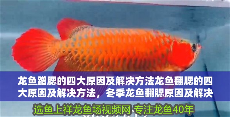 龍魚蹭腮的四大原因及解決方法龍魚翻腮的四大原因及解決方法，冬季龍魚翻腮原因及解決方法,手術技巧全揭秘