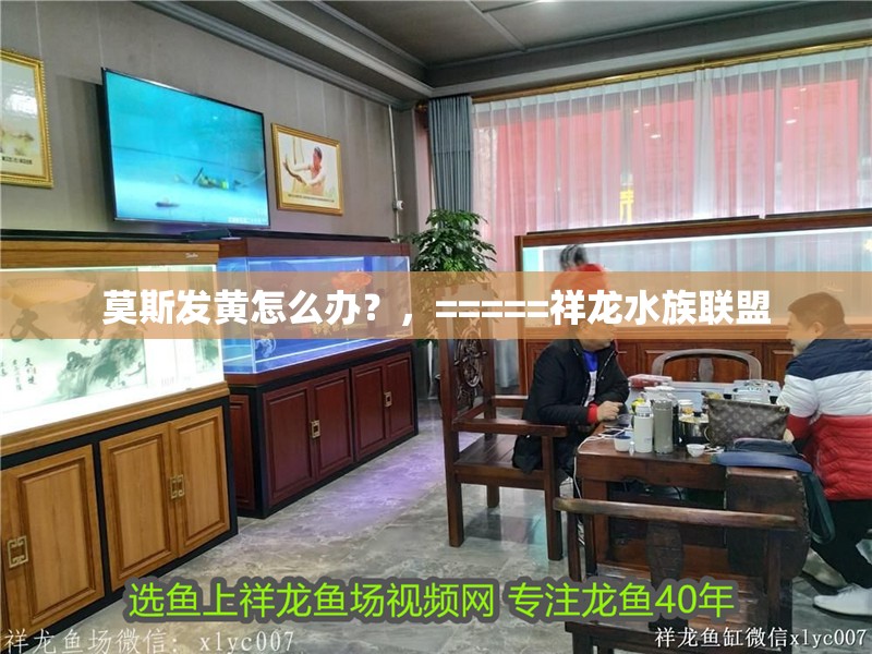 莫斯發黃怎么辦？，=====祥龍水族聯盟