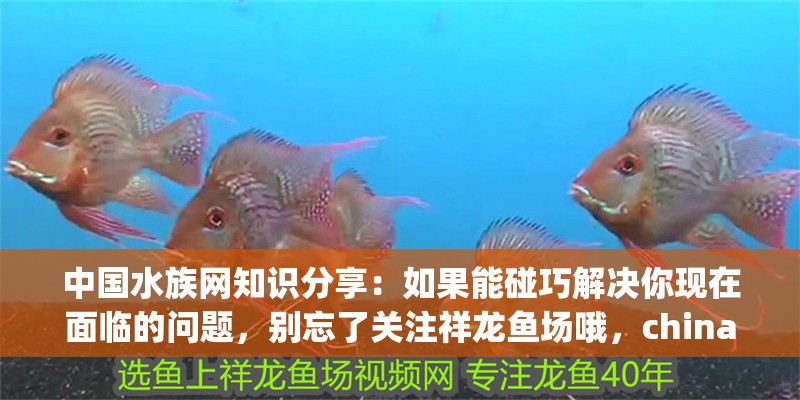 中國水族網知識分享：如果能碰巧解決你現在面臨的問題，別忘了關注祥龍魚場哦，chinaaquaticnetwork中國水族網知識分享