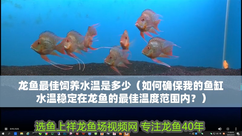 龍魚最佳飼養水溫是多少（如何確保我的魚缸水溫穩定在龍魚的最佳溫度范圍內？）
