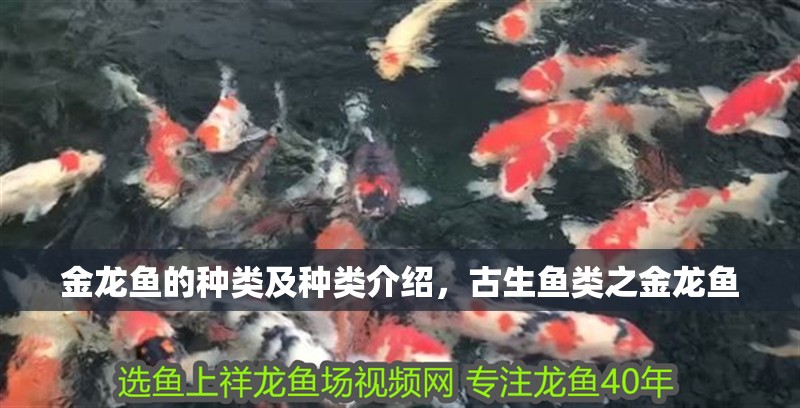 金龍魚的種類及種類介紹，古生魚類之金龍魚