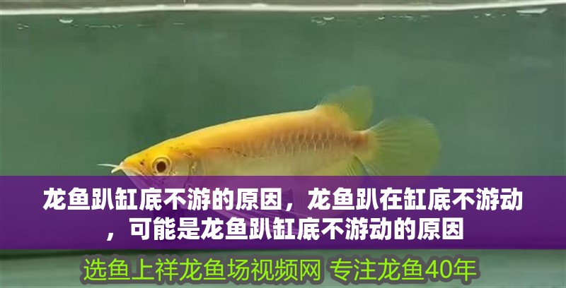 龍魚(yú)趴缸底不游的原因，龍魚(yú)趴在缸底不游動(dòng)，可能是龍魚(yú)趴缸底不游動(dòng)的原因