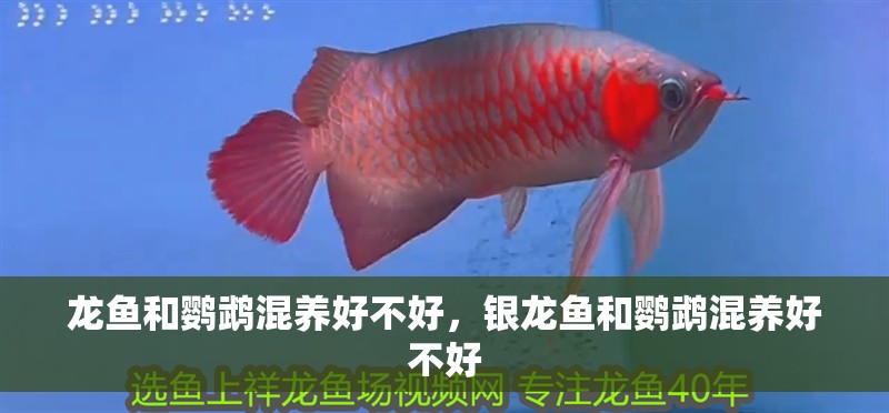 龍魚和鸚鵡混養(yǎng)好不好，銀龍魚和鸚鵡混養(yǎng)好不好