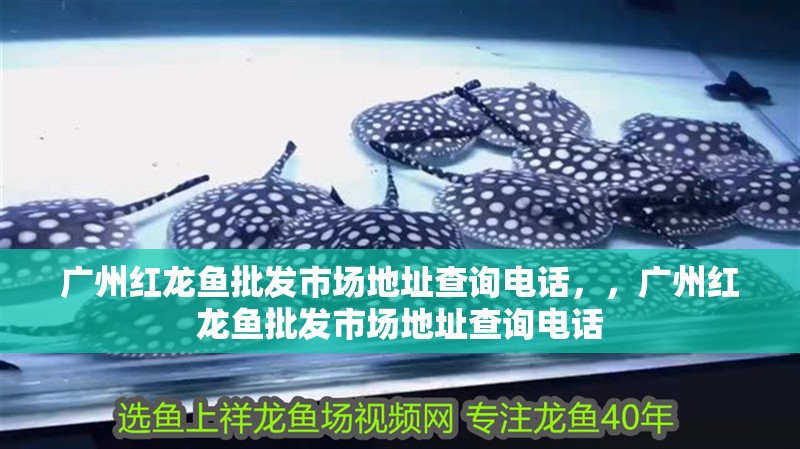 廣州紅龍魚批發市場地址查詢電話，，廣州紅龍魚批發市場地址查詢電話