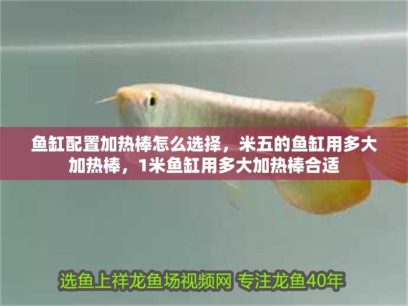 魚缸配置加熱棒怎么選擇，米五的魚缸用多大加熱棒，1米魚缸用多大加熱棒合適