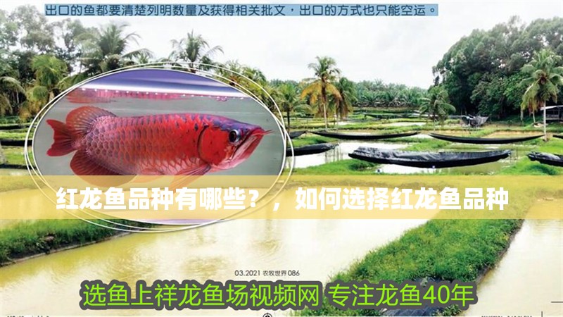 紅龍魚品種有哪些？，如何選擇紅龍魚品種