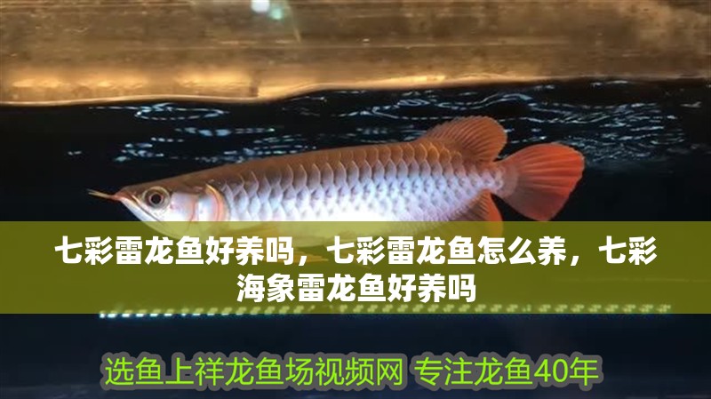 七彩雷龍魚好養(yǎng)嗎，七彩雷龍魚怎么養(yǎng)，七彩海象雷龍魚好養(yǎng)嗎