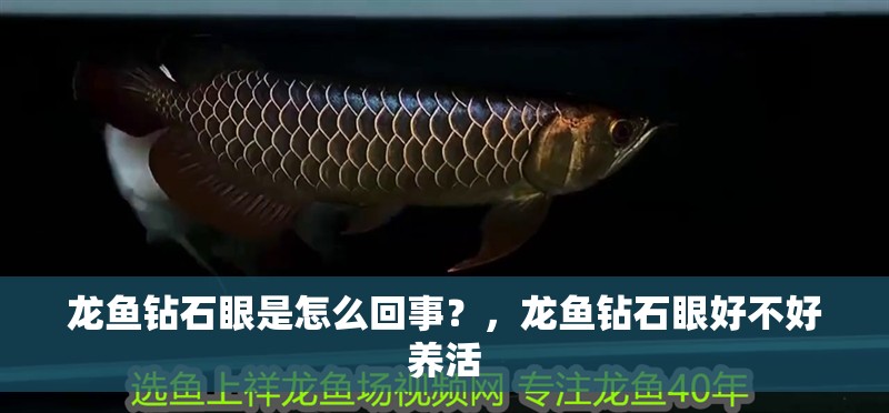 龍魚鉆石眼是怎么回事？，龍魚鉆石眼好不好養活