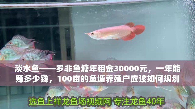 淡水魚——羅非魚塘年租金30000元，一年能賺多少錢，100畝的魚塘養殖戶應該如何規劃