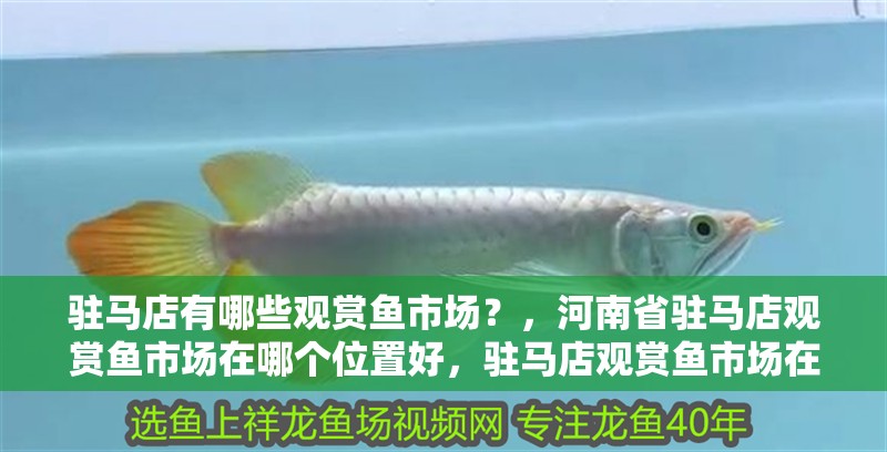 駐馬店有哪些觀賞魚市場？，河南省駐馬店觀賞魚市場在哪個位置好，駐馬店觀賞魚市場在哪里