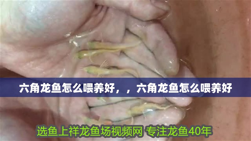 六角龍魚怎么喂養好，，六角龍魚怎么喂養好