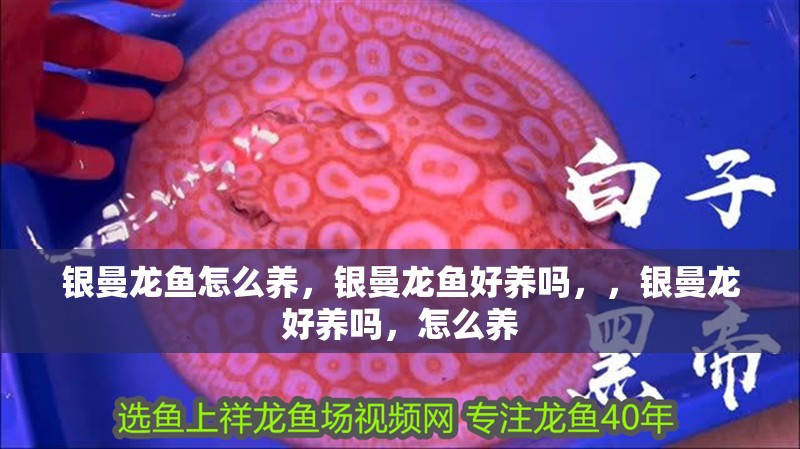 銀曼龍魚怎么養，銀曼龍魚好養嗎，，銀曼龍好養嗎，怎么養