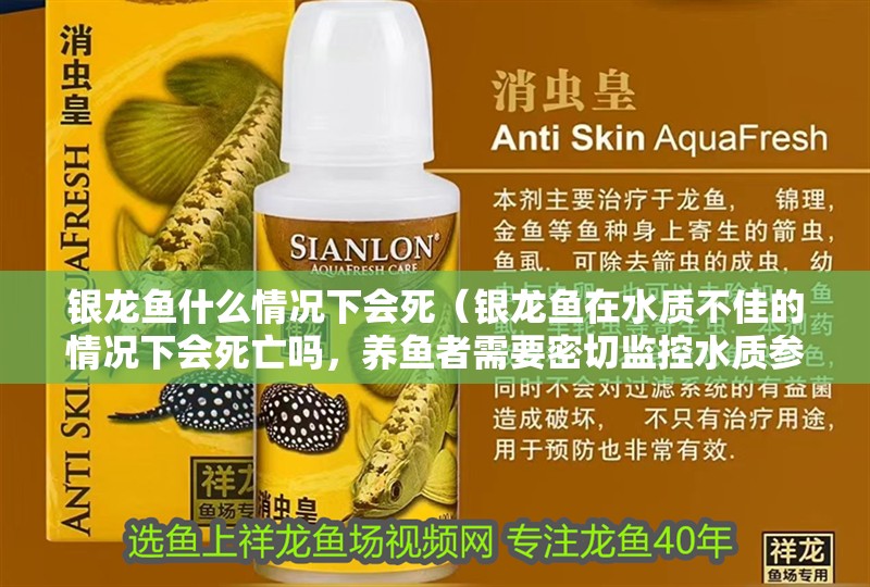 銀龍魚什么情況下會死（銀龍魚在水質不佳的情況下會死亡嗎，養魚者需要密切監控水質參數）