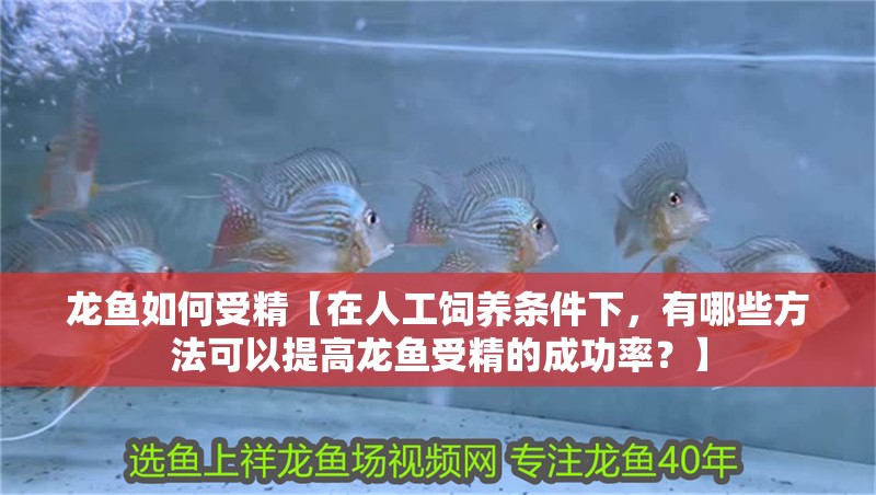 龍魚如何受精【在人工飼養(yǎng)條件下，有哪些方法可以提高龍魚受精的成功率？】