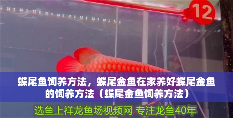 蝶尾魚飼養(yǎng)方法，蝶尾金魚在家養(yǎng)好蝶尾金魚的飼養(yǎng)方法（蝶尾金魚飼養(yǎng)方法）