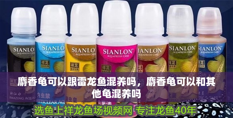 麝香龜可以跟雷龍魚混養嗎，麝香龜可以和其他龜混養嗎