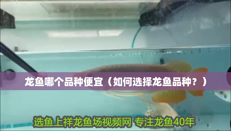 龍魚哪個品種便宜（如何選擇龍魚品種？）