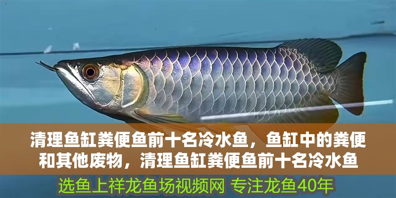 清理魚缸糞便魚前十名冷水魚，魚缸中的糞便和其他廢物，清理魚缸糞便魚前十名冷水魚