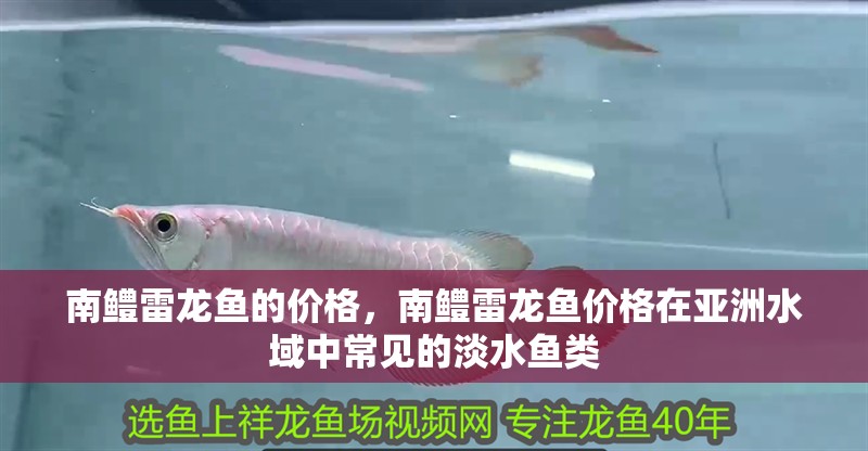 南鱧雷龍魚的價(jià)格，南鱧雷龍魚價(jià)格在亞洲水域中常見的淡水魚類