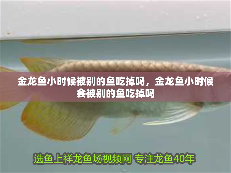 金龍魚小時候被別的魚吃掉嗎，金龍魚小時候會被別的魚吃掉嗎