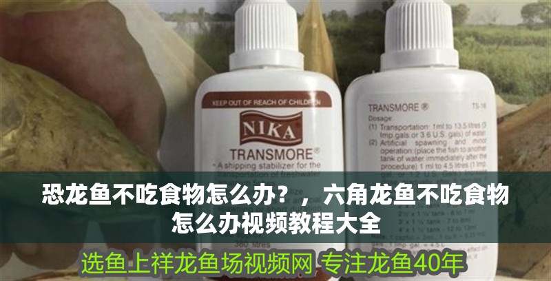 恐龍魚不吃食物怎么辦？，六角龍魚不吃食物怎么辦視頻教程大全