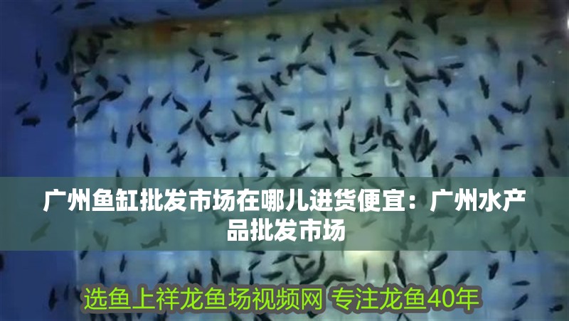 廣州魚缸批發市場在哪兒進貨便宜：廣州水產品批發市場