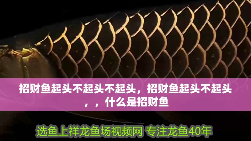 招財魚起頭不起頭不起頭，招財魚起頭不起頭，，什么是招財魚