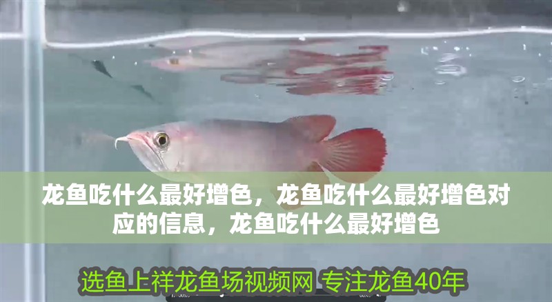 龍魚吃什么最好增色，龍魚吃什么最好增色對應的信息，龍魚吃什么最好增色