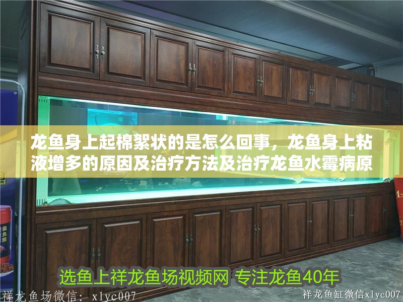 龍魚身上起棉絮狀的是怎么回事，龍魚身上粘液增多的原因及治療方法及治療龍魚水霉病原因