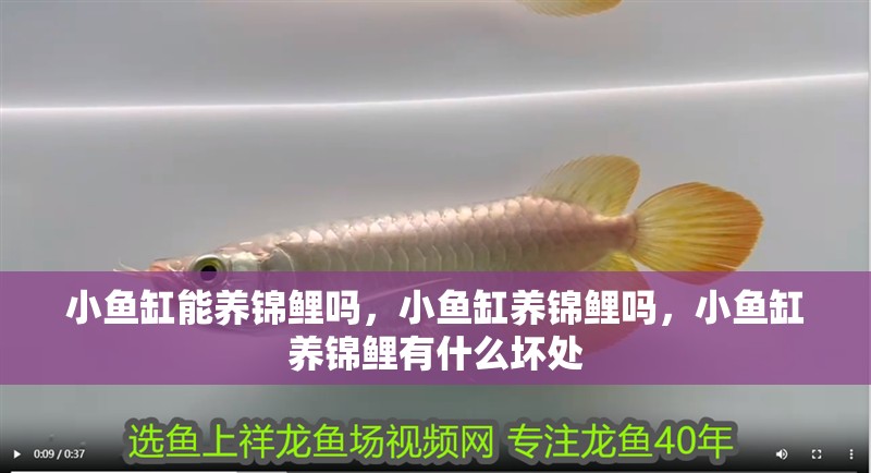 小魚缸能養錦鯉嗎，小魚缸養錦鯉嗎，小魚缸養錦鯉有什么壞處