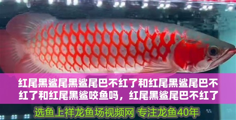 紅尾黑鯊尾黑鯊尾巴不紅了和紅尾黑鯊尾巴不紅了和紅尾黑鯊咬魚嗎，紅尾黑鯊尾巴不紅了