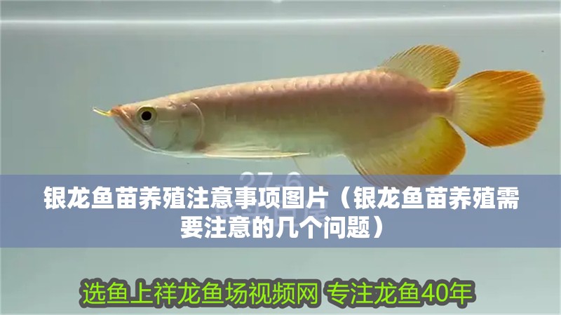 銀龍魚苗養殖注意事項圖片（銀龍魚苗養殖需要注意的幾個問題）