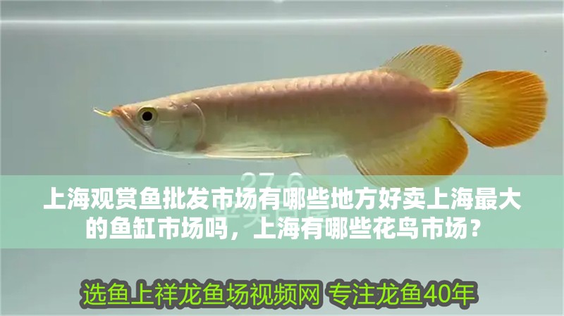<strong><mark>上海</mark></strong>觀賞魚批發市場有哪些地方好賣<strong><mark>上海</mark></strong>最大的魚缸市場嗎，<strong><mark>上海</mark></strong>有哪些花鳥市場？