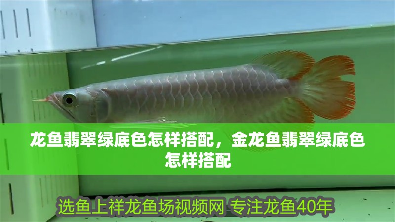 龍魚翡翠綠底色怎樣搭配，金龍魚翡翠綠底色怎樣搭配