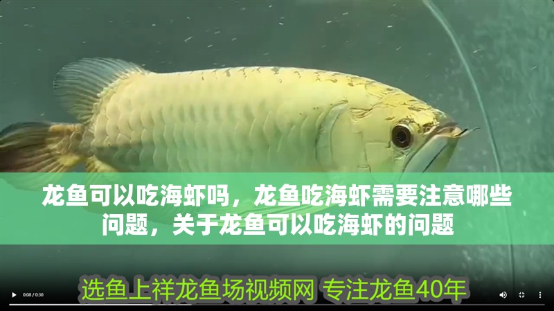 龍魚可以吃海蝦嗎，龍魚吃海蝦需要注意哪些問題，關(guān)于龍魚可以吃海蝦的問題