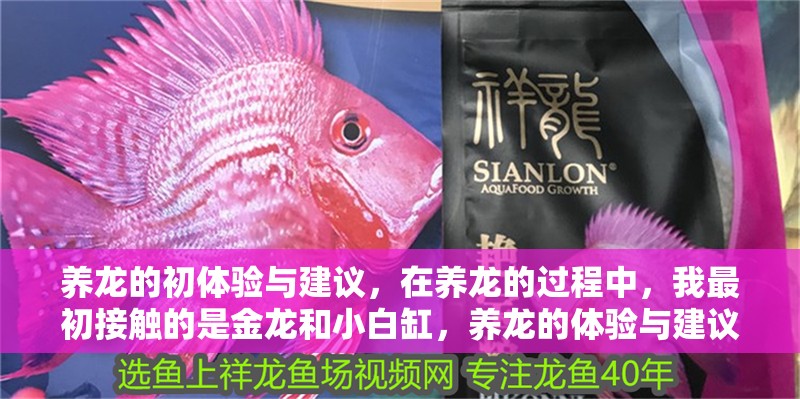 養(yǎng)龍的初體驗(yàn)與建議，在養(yǎng)龍的過(guò)程中，我最初接觸的是金龍和小白缸，養(yǎng)龍的體驗(yàn)與建議
