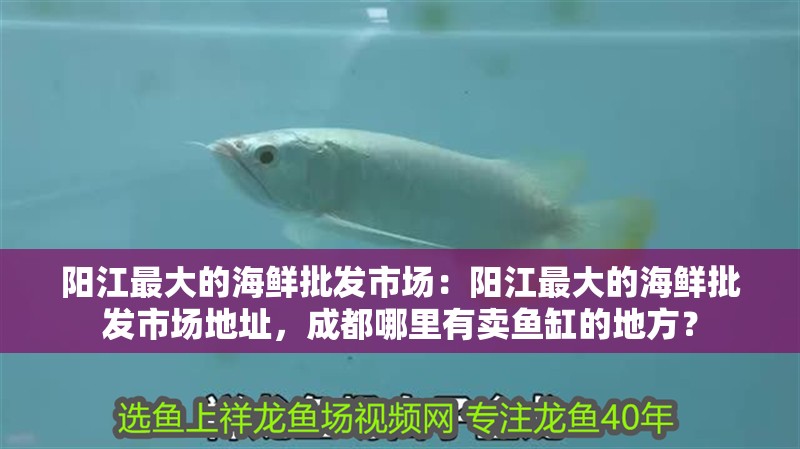 陽江最大的海鮮批發市場：陽江最大的海鮮批發市場地址，成都哪里有賣魚缸的地方？