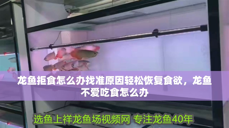 龍魚拒食怎么辦找準(zhǔn)原因輕松恢復(fù)食欲，龍魚不愛吃食怎么辦