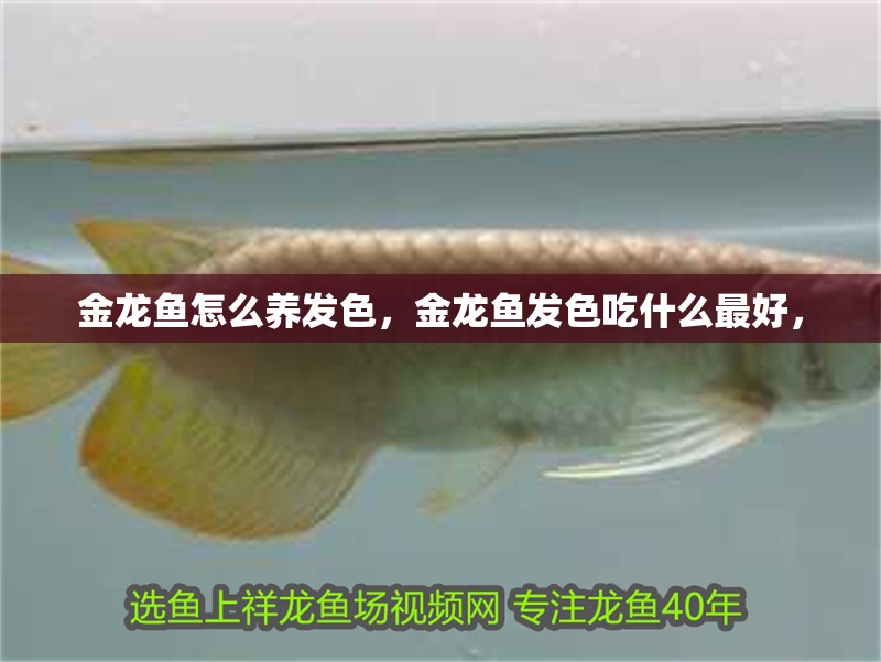 金龍魚怎么養(yǎng)發(fā)色，金龍魚發(fā)色吃什么最好，
