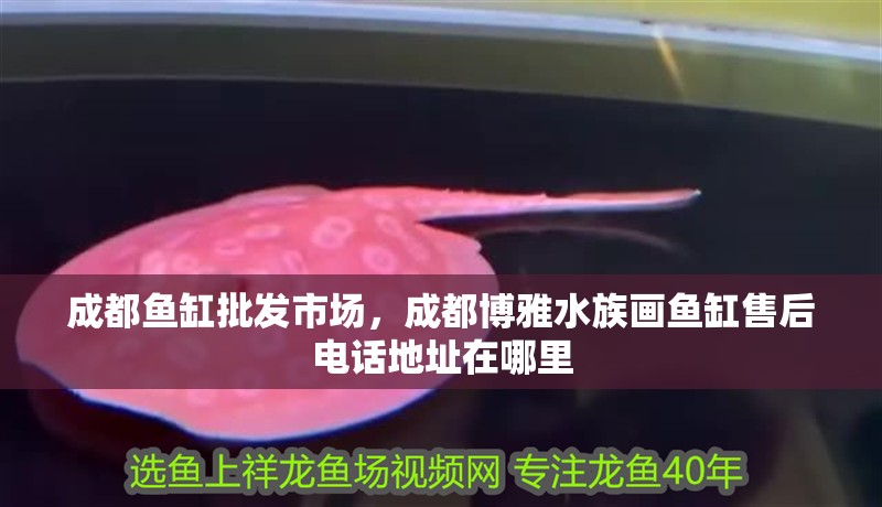 成都魚(yú)缸批發(fā)市場(chǎng)，成都博雅水族畫(huà)魚(yú)缸售后電話地址在哪里