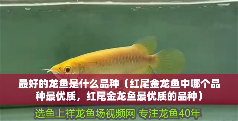 最好的龍魚(yú)是什么品種（紅尾金龍魚(yú)中哪個(gè)品種最優(yōu)質(zhì)，紅尾金龍魚(yú)最優(yōu)質(zhì)的品種）