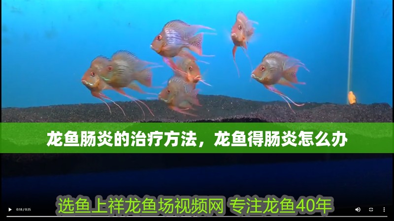 龍魚腸炎的治療方法，龍魚得腸炎怎么辦 龍魚腸炎的治療方法，龍魚得腸炎怎么辦 觀賞魚百科